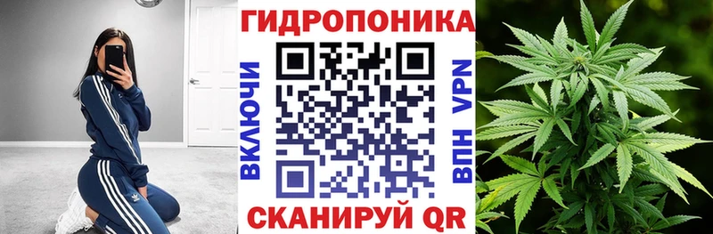 Каннабис конопля Пересвет